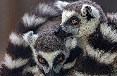 数据挖掘透露《马里奥赛车8：豪华版》新DLC赛道信息