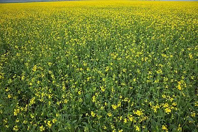 《崩坏：星穹铁道》PS5技术测试招募开启 PS4版计划中